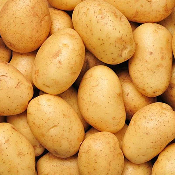 Картофель Ривьера Элита (цена за 25кг +-5%) Седек