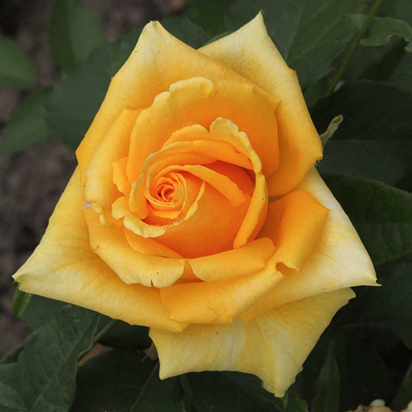 Роза чайно-гибридная Йеллоу Мэджик Садовита