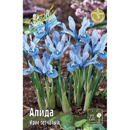 Ирис Сетч. Алида 5/6 7 шт 