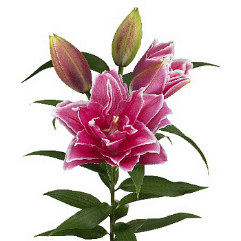 Лилия Roselily Аиша 12/14 5 шт