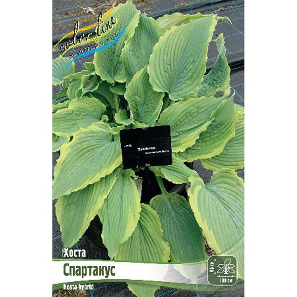 Хоста Спартакус 1 n 1 шт