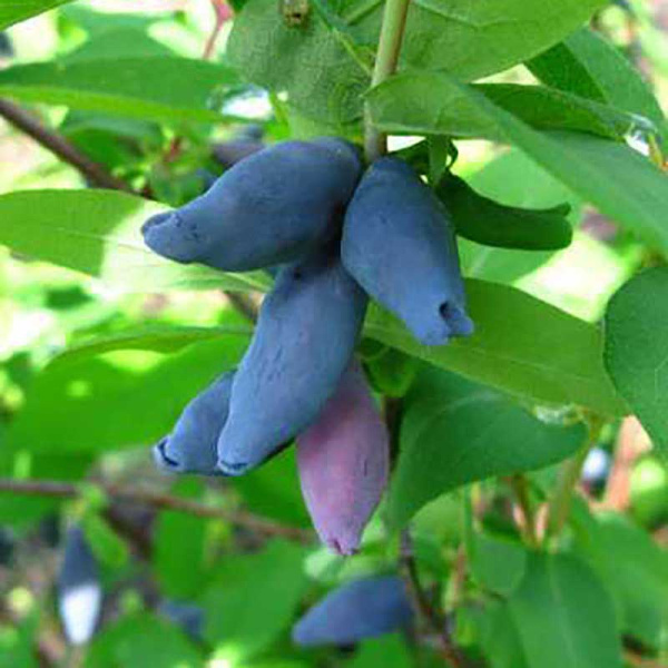 Жимолость Сувенир Садовита