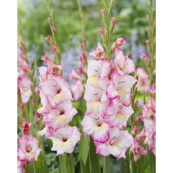 Гладиолус Эмми 8/10 10 шт 