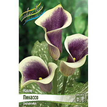 Калла Пикассо 12/14 30 шт Шоу-бокс 8727 