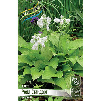 Хоста Роял Стандарт 1 n 25 шт Биг-пак 5909