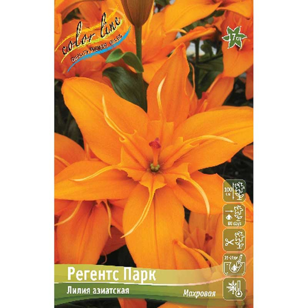 Лилия Регентс Парк 12/14 25 шт Биг-пак 10531