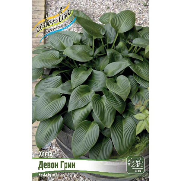 Хоста Девон Грин 1 n 25 шт Биг-пак 7904