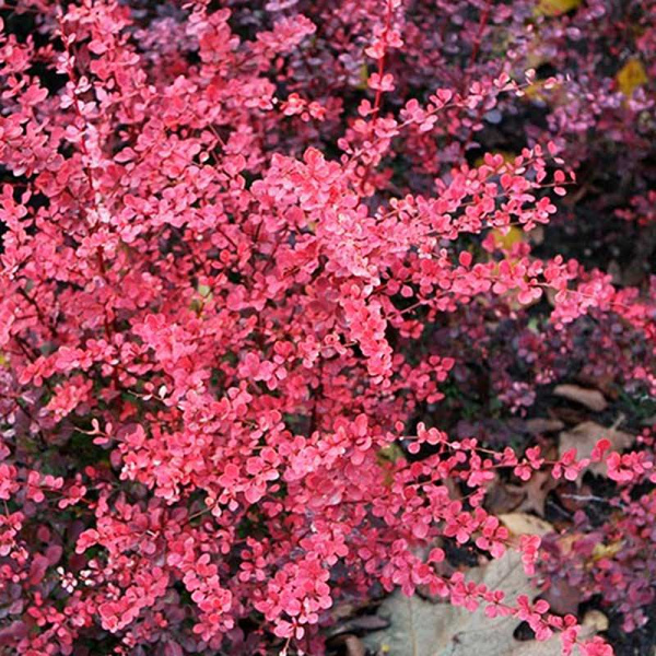 Барбарис Тунберга Пинк Куин Р9 шт Садовита