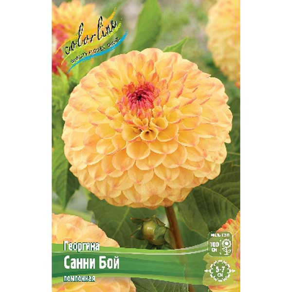 Георгина Санни Бой I 1 шт