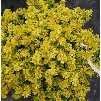 Барбарис Тунберга Сансейшн C2