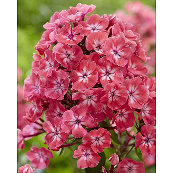 Флокс Розовые Губы I 25 шт Биг-Пак 13591