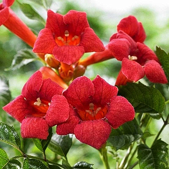 Кампсис Укореняющийся Фламенко P9