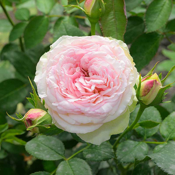 Роза Чайно-гибридная Парадайз Фрут Садовита