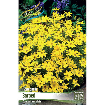 Кореопсис Загреб I 1 шт