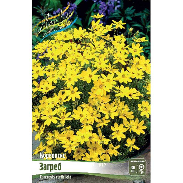 Кореопсис Загреб I 1 шт
