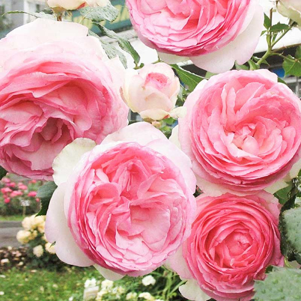 Роза плетистая Пьер де Ронсар Садовита