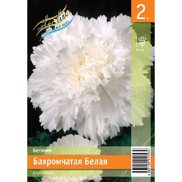 Бегония Бахромчатая Белая 4/5 2 Эконом шт