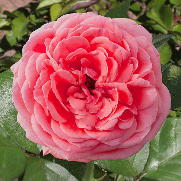 Роза флорибунда Кимоно Садовита