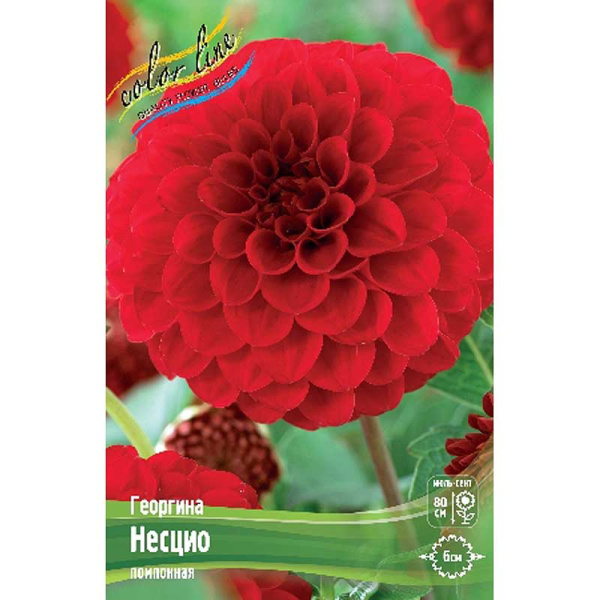 Георгина Несцио I 1 шт