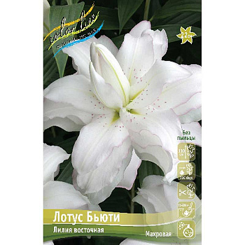Лилия Лотус Бьюти 12/14 25 шт Биг-пак 10398