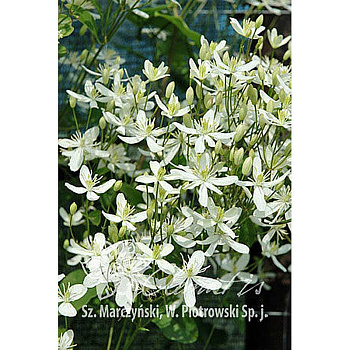 Клематис Маньчжурский C2