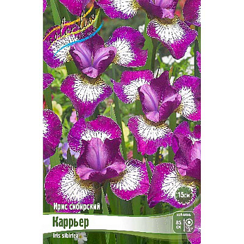 Ирис Сибирский Каррьер I 1 шт