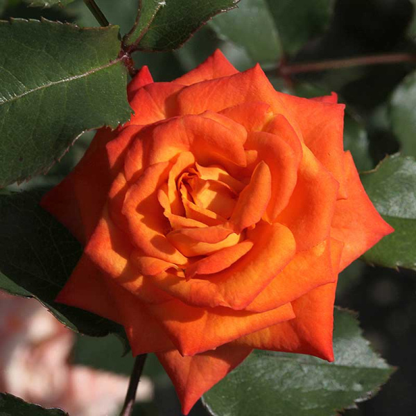 Роза спрей Оранж Бейби Садовита