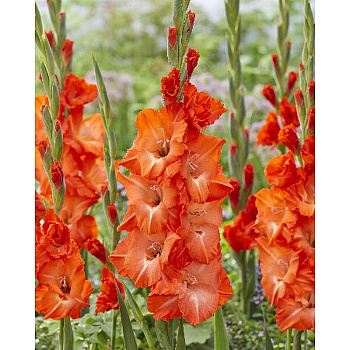 Гладиолус Сторми 10/12 8 шт 