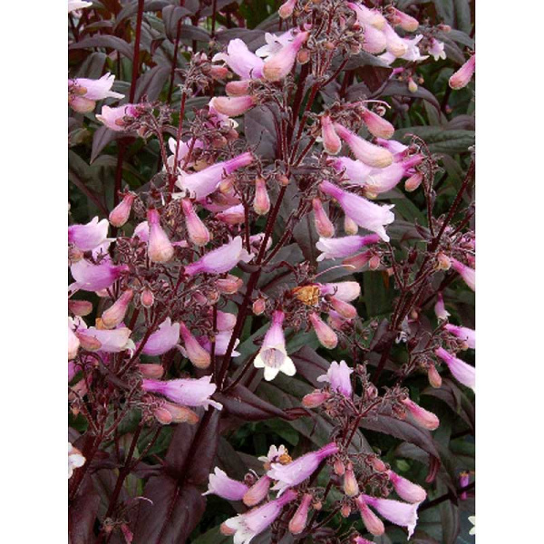 Пенстемон Дарк Тауэрс I 1 шт