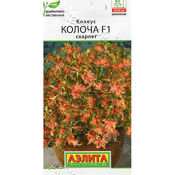 Колеус Колоча скарлет Аэлита Ц х10 