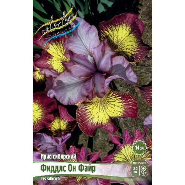 Ирис Сибирский Фиддлс Он Файр I 25 шт Биг-Пак 5592 