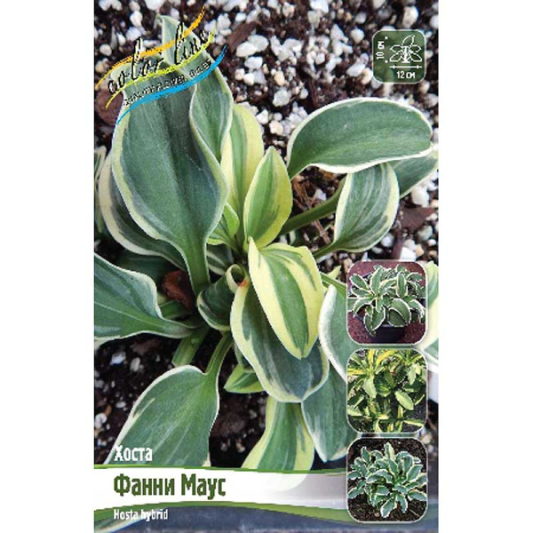 Хоста Фанни Маус 1 n 25 шт Биг-пак 13434 