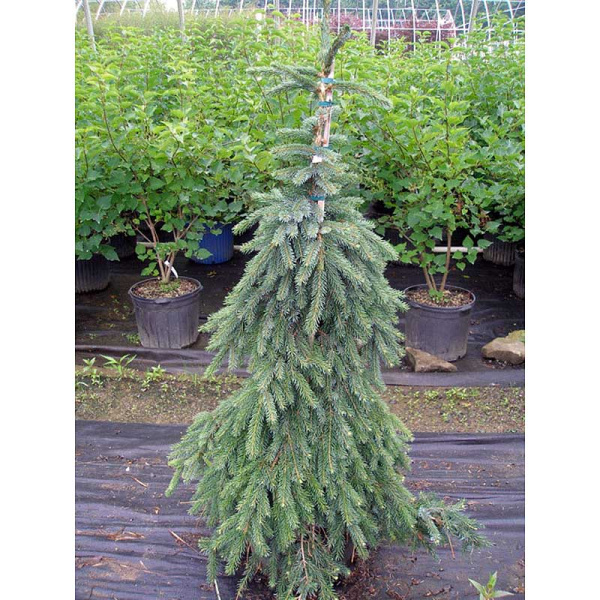 Ель Сербская Пендула C1.5