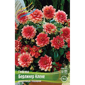 Георгина Берлинер Клене I 1 шт