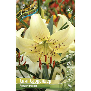 Лилия Свит Саррендер 12/14 5 шт 