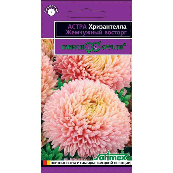 Астра Хризантелла Жемчужный восторг Гавриш Ц 