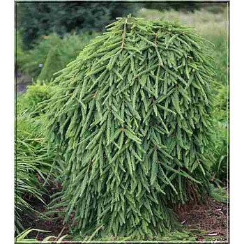 11219 Ель Обыкновенная Фробург 40-50см с комом ,шт