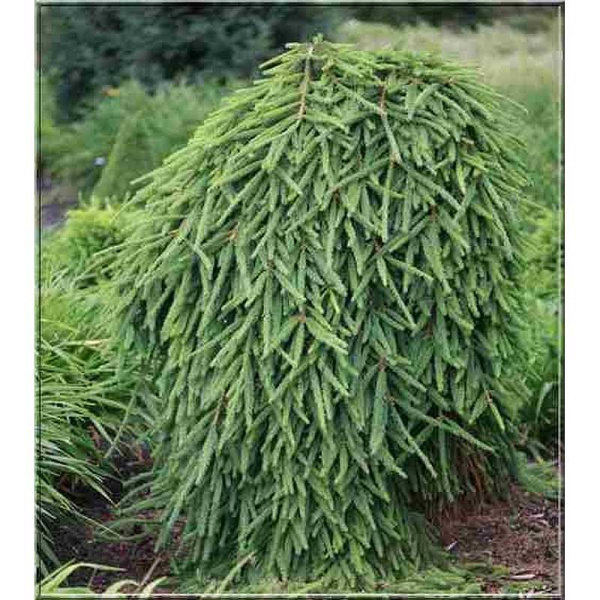 11219 Ель Обыкновенная Фробург 40-50см с комом ,шт