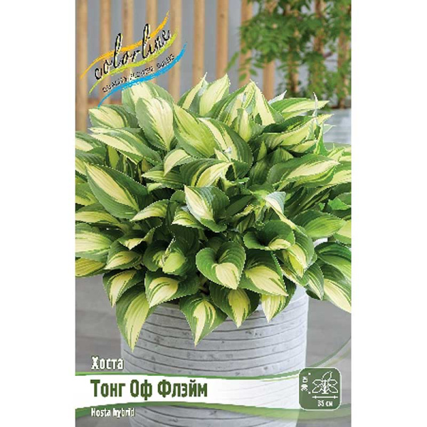 Хоста Тонг Оф Флэйм 1 n 1 шт