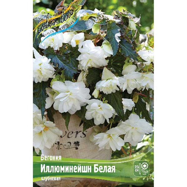 Бегония Иллюминейшн Белая 5/6 50 шт Шоу-бокс 8815