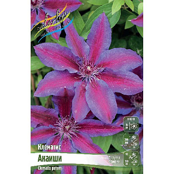 Клематис Акаиши I 2 шт