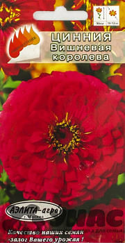 Циния Вишневая королева Аэлита Ц х10 
