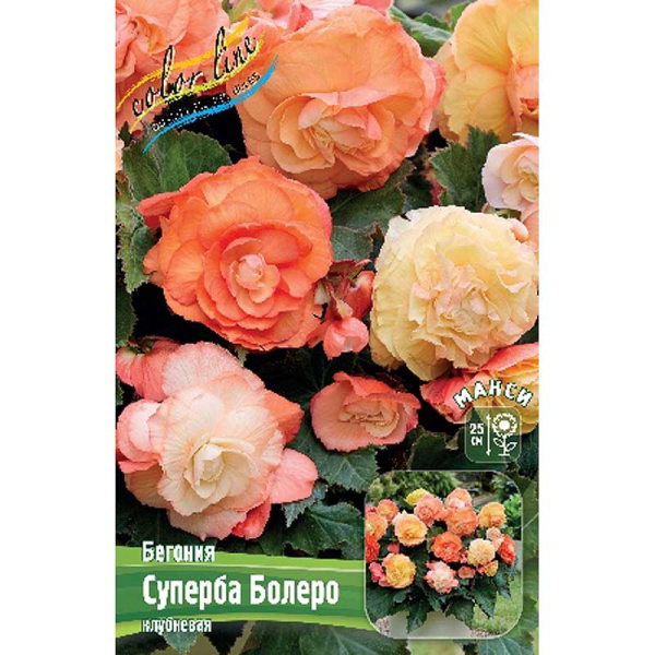 Бегония Суперба Болеро 5/6 3 шт 