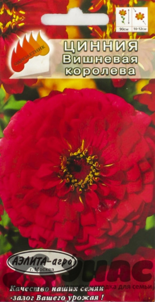Циния Вишневая королева Аэлита Ц х10 