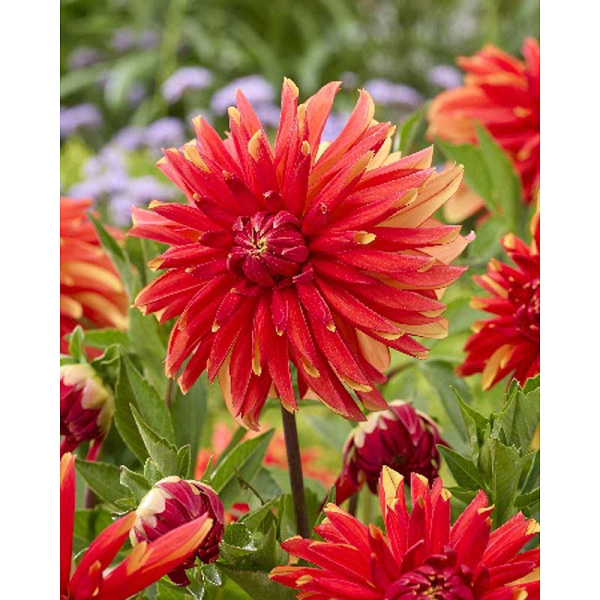 6454 Шоу-Бокс Георгина Джаплу I 15 шт 