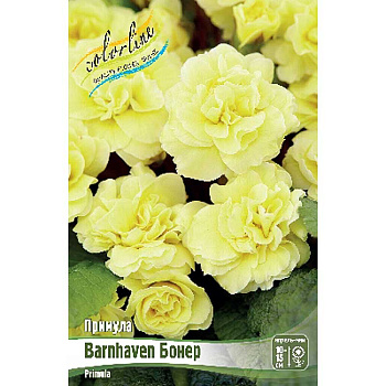 8597 Биг-Пак Примула Barnhaven Бонер I 25 шт