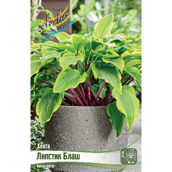 Хоста Липстик Блаш 1 n 15 шт Биг-Пак 16412