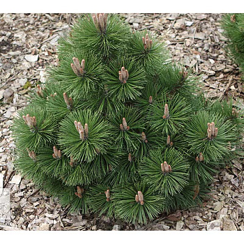 Сосна Черная Хельга C1.5