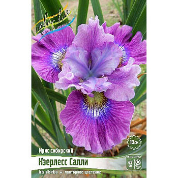 Ирис Сибирский Кэерлесс Салли I 1 шт