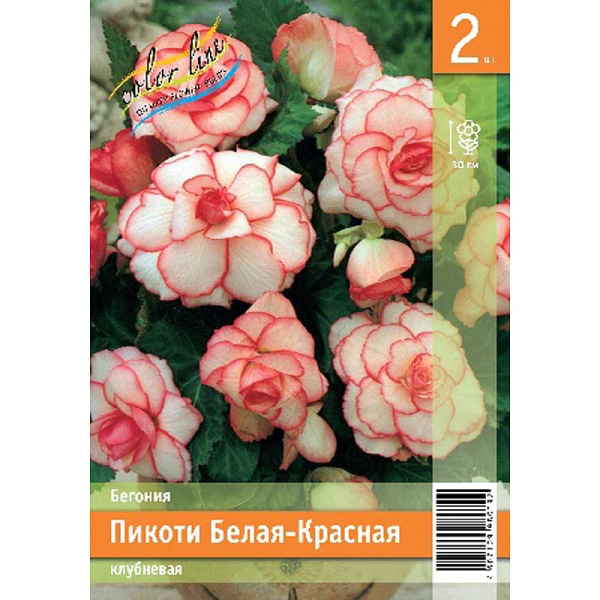 Бегония Пикоти Белая-Красная 4/5 2 Эконом шт